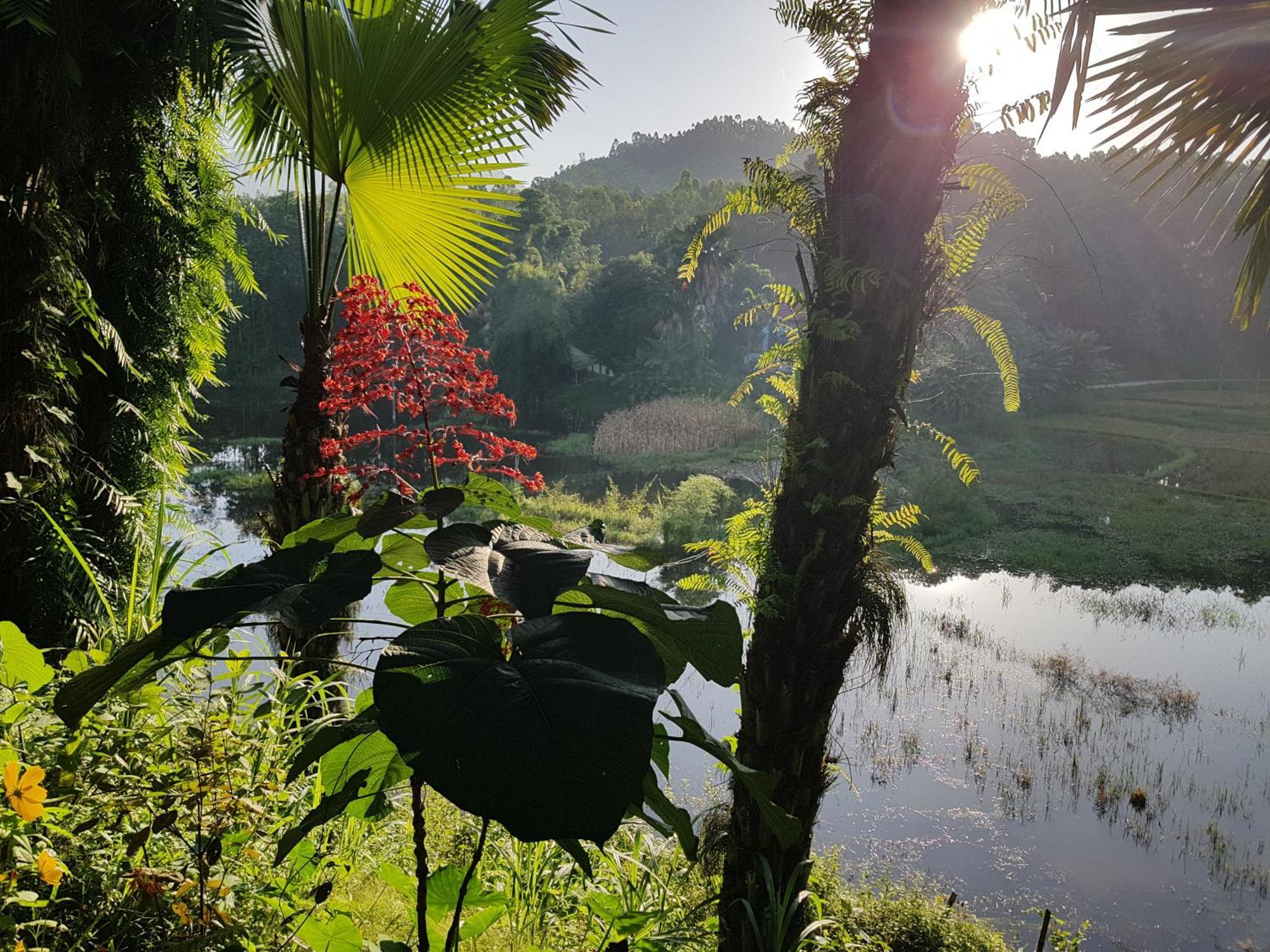 Vu Linh Palm House Homestay - Bungalow イエンバイ エクステリア 写真